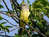 Western Kingbird