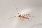 House Centipede (juvenile)