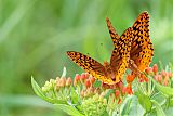 Great Spangled Fritillary