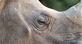 Indian Rhinoceros