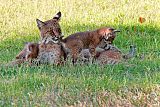 Bobcat