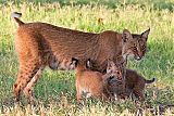 Bobcat